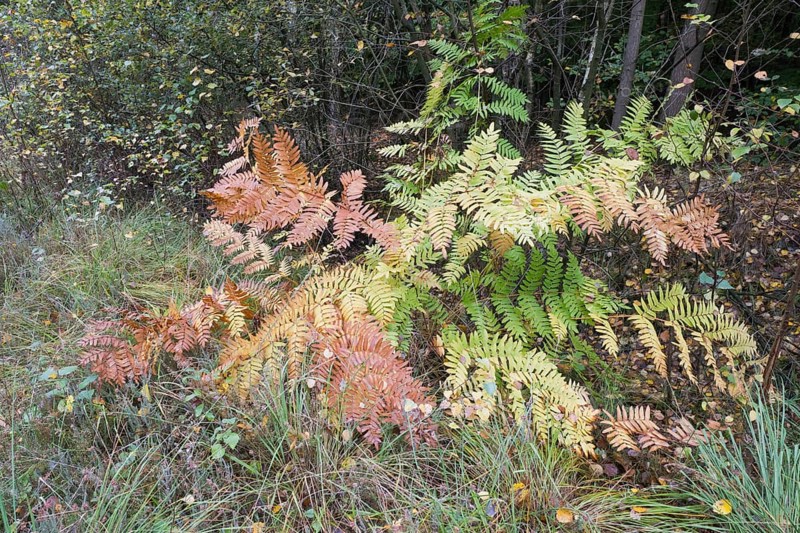 Royal fern