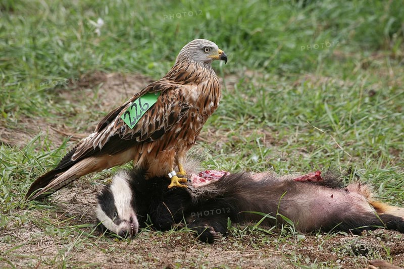 Red Kite