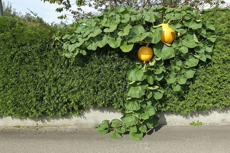 Pumpkins