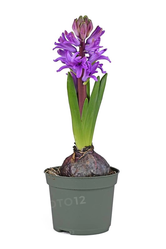 Hyacinth plant 'Hyacinthus Purple Sensation' with violet blooming flowers in pot on white background