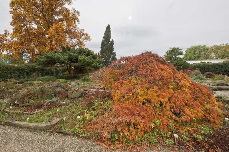 Slit-leaved fan maple