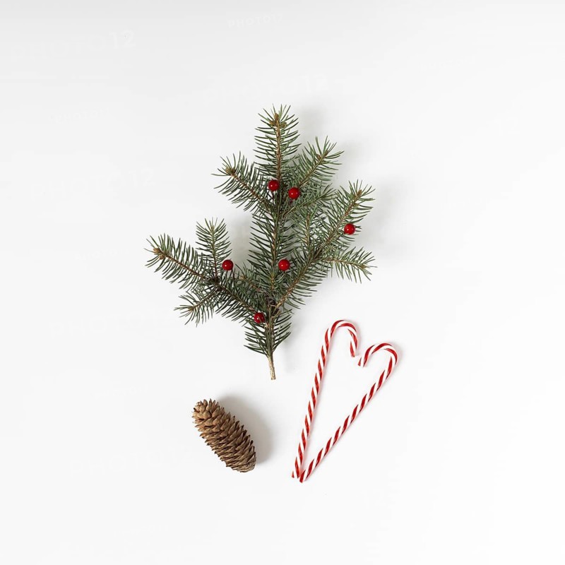 Fir tree branch with candy cane cone