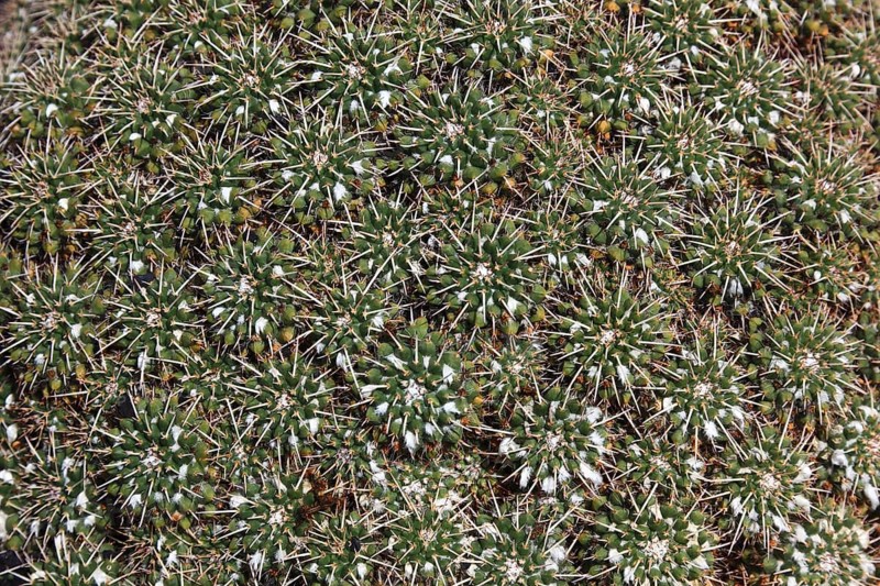 Nipple cactus