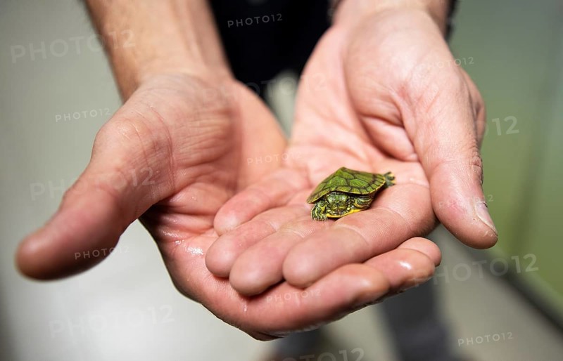 Men's hands holding a North American pond slider