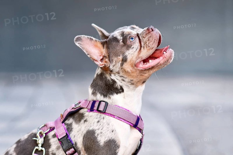Side view of merle tan French Bulldog dog with long nose wearing pink dog harness
