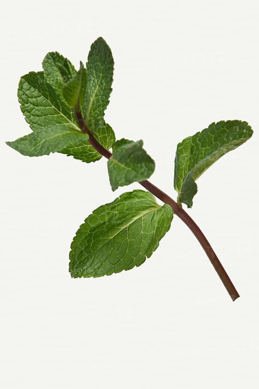 Branch of pepper mint isolated on white background