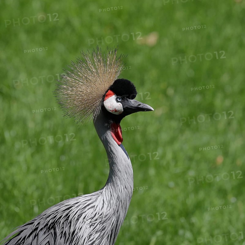 Black crowned crane