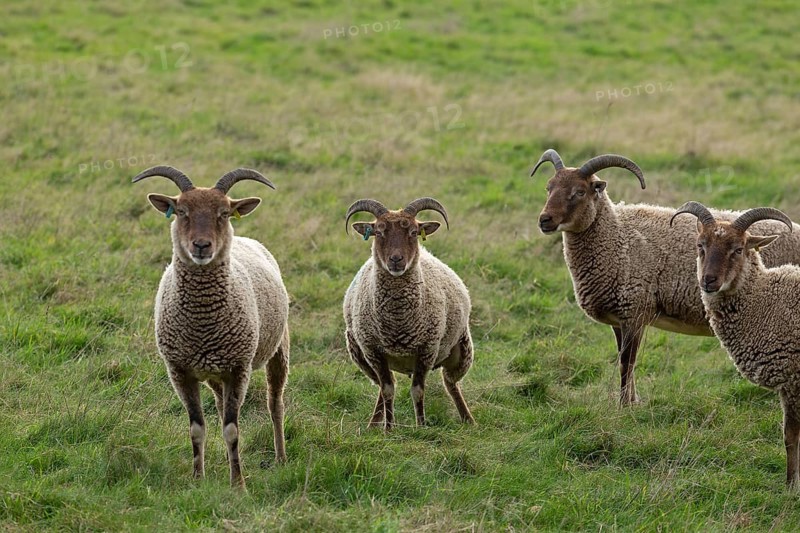Jacob Sheep