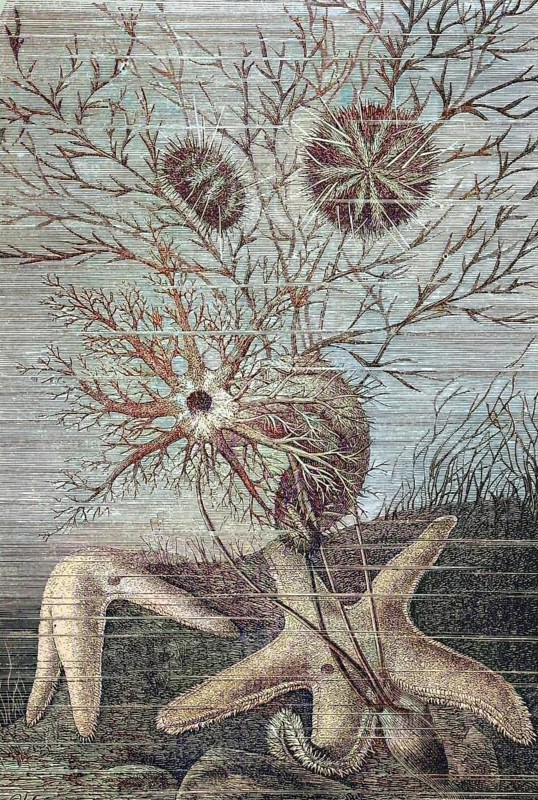 Echinoderm is the common name for any member of the phylum Echinodermata of marine animals
