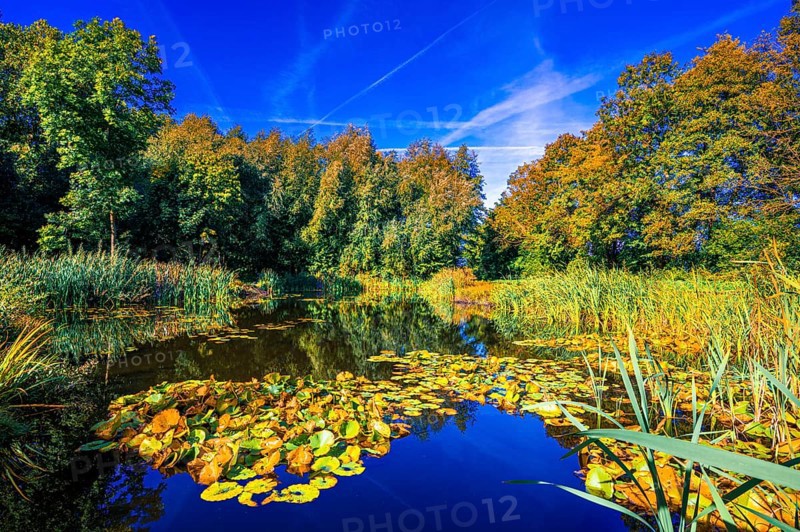 A small pond with water lilies and reeds at the Moorgarten in autumn under a blue sky