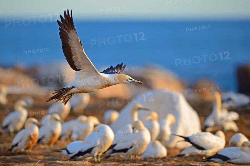 Cape Gannet
