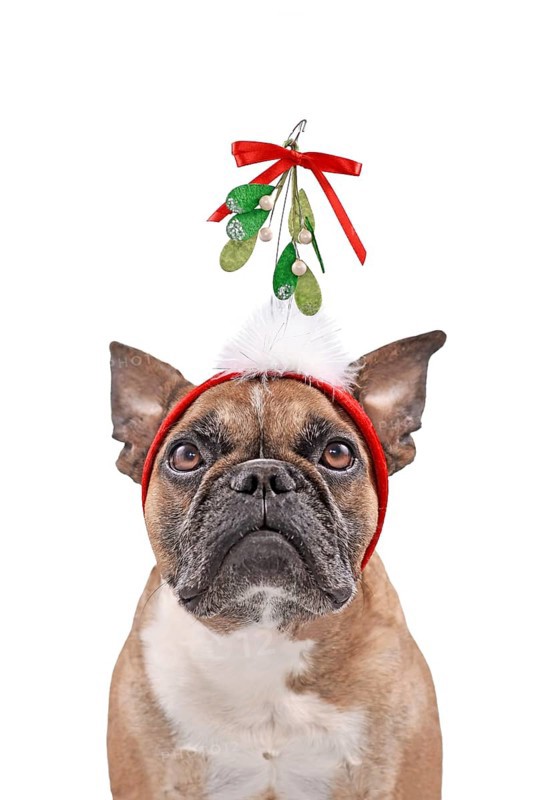 Cute French Bulldog dog wearing Christmas mistletoe headband in front of white background