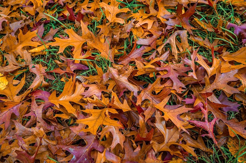 The colourful leaves of a pin oak