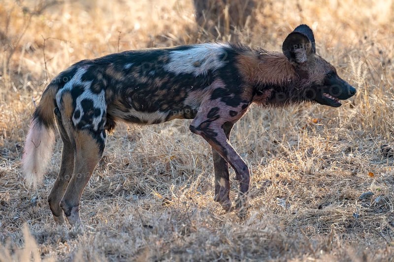 African wild dog