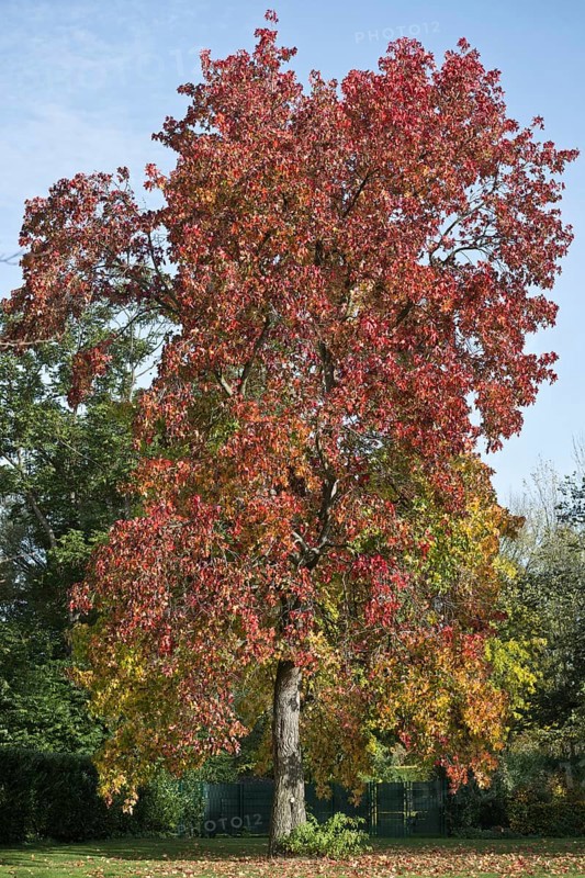 Sweetgum