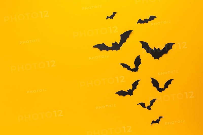Halloween bats with orange background