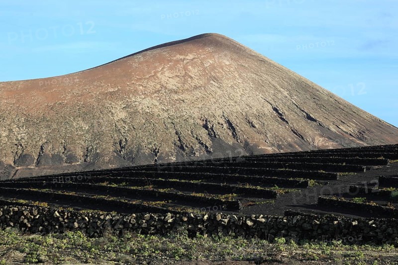 Wine growing in front of an extinct volcanic cone