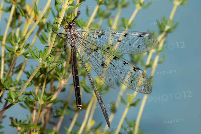 Spotted Ant Damselfly with open wings hanging on green stalks looking left against blue sky