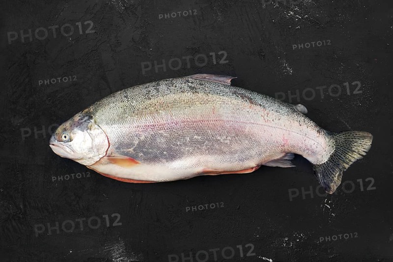 Raw tasmanian ocean trout on black concrete background