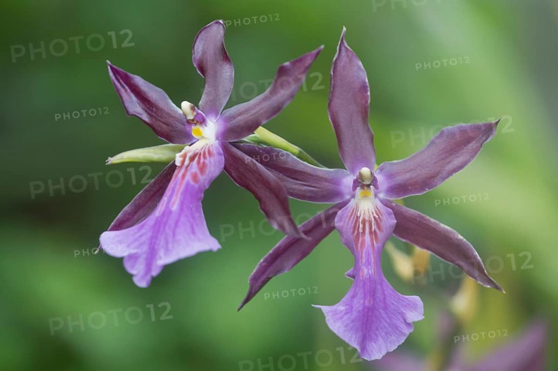 Orchid