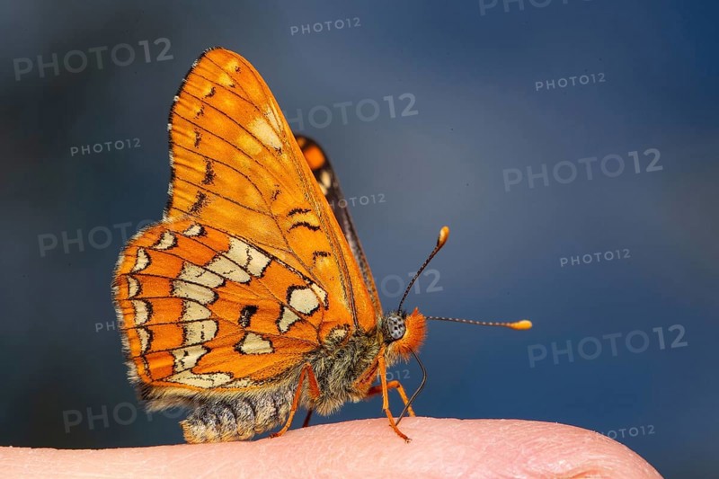 May Fritillary