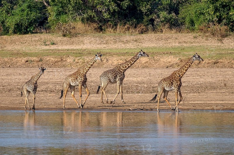 Rhodesian giraffe