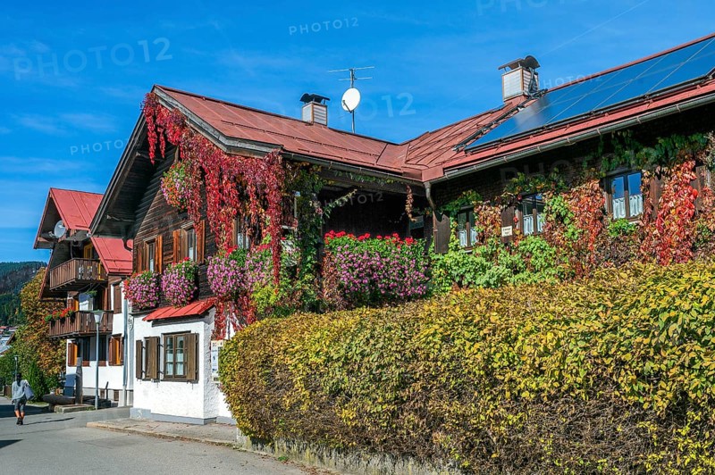 Wooden house with floral decoration and vegetation of widem vine