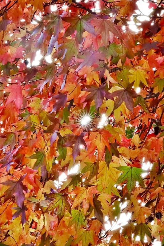 Magnificent amber trees