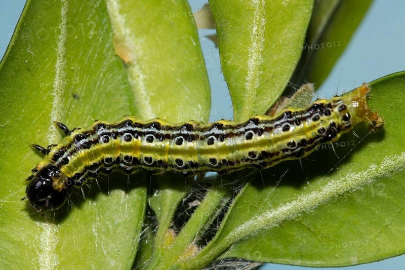 Boxwood caterpillar hanging on green leaf seen on the left
