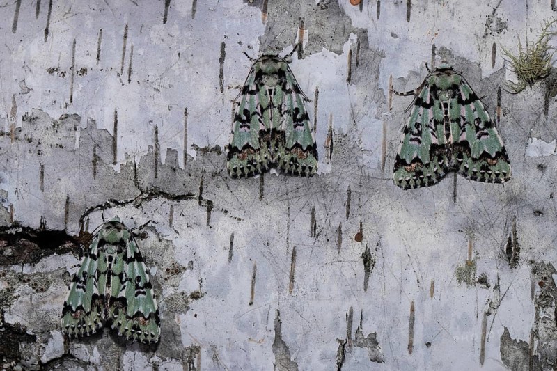 Celadon owl three moths sitting next to each other on a tree trunk seeing different from behind
