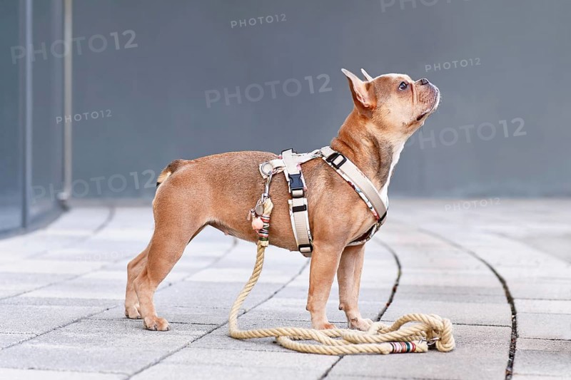 Side view of French Bulldog with dog harness with rope leash in front of gray wall