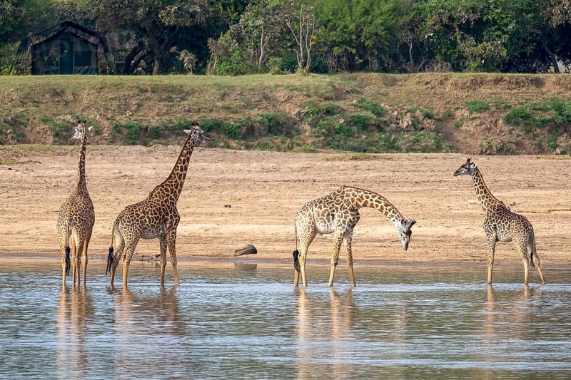 Rhodesian giraffe