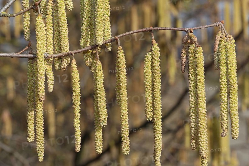 Turkish hazel