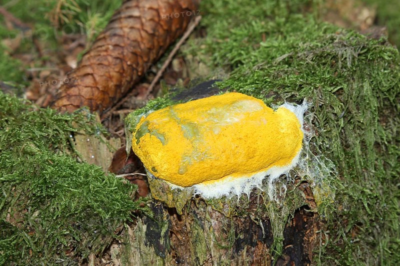 Dog vomit slime mold