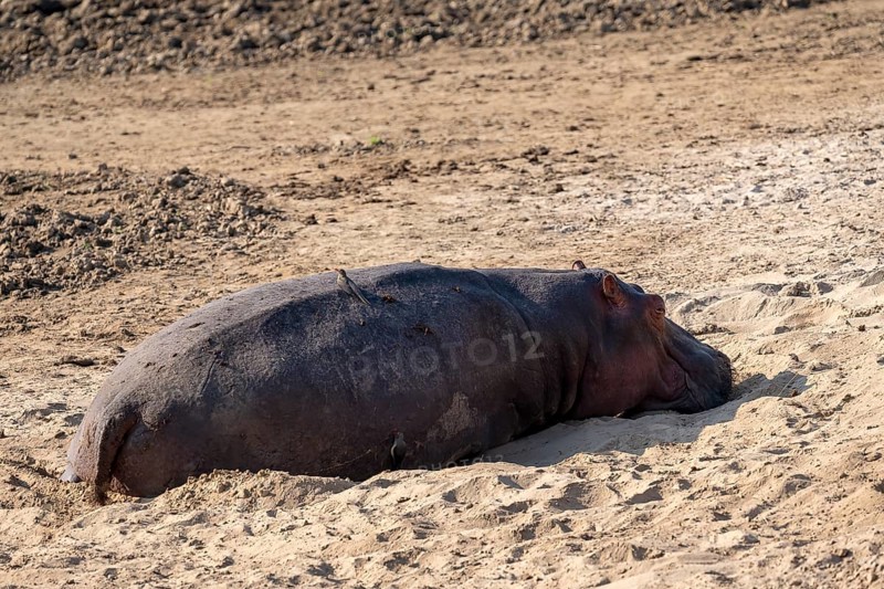 Hippopotamus