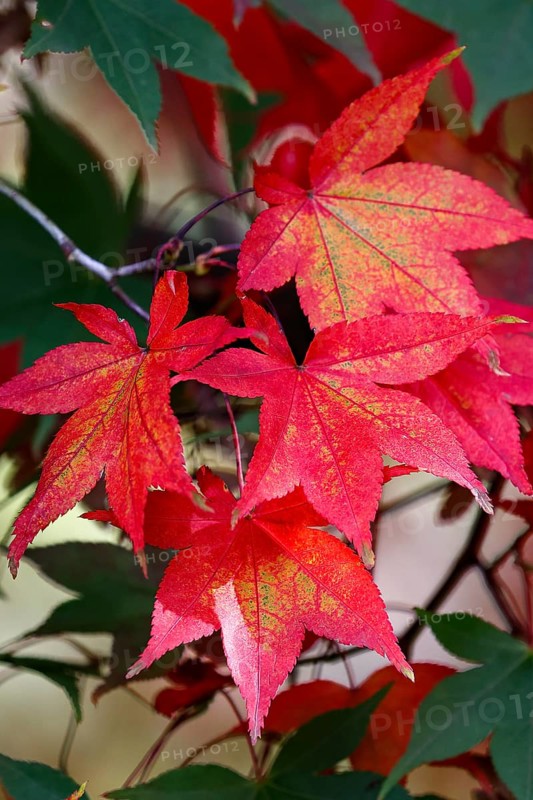 Fan maple ornamental form Osakazuki
