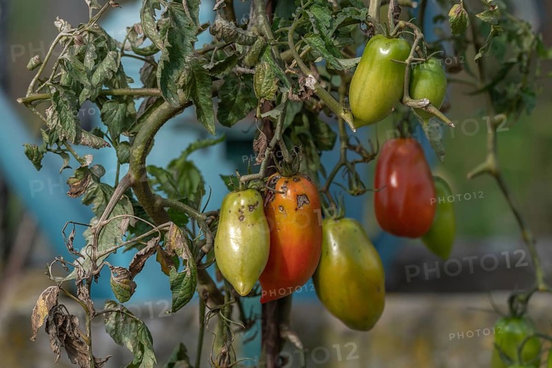 Tomatoes ripening in a garden in late summer. France