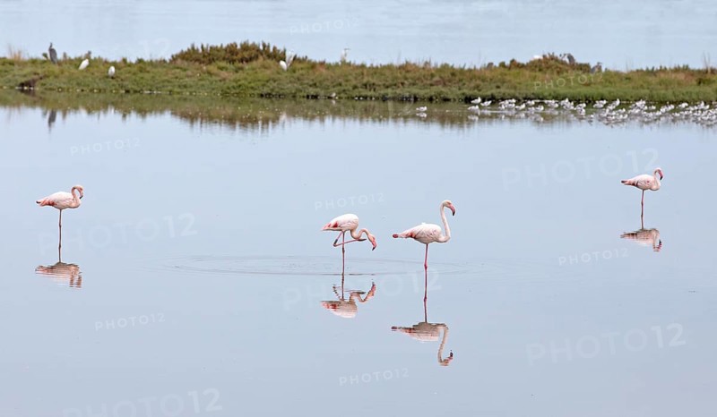 Flamingos