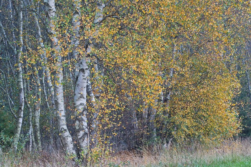 Warty birch