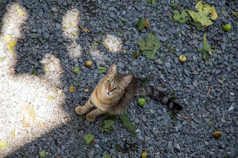 Stray cat seen in the street of the city