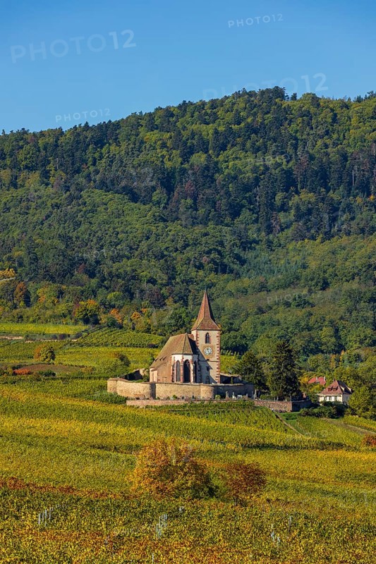 Autumn vineyards in Alsace