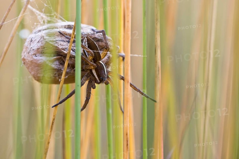 Raft spider