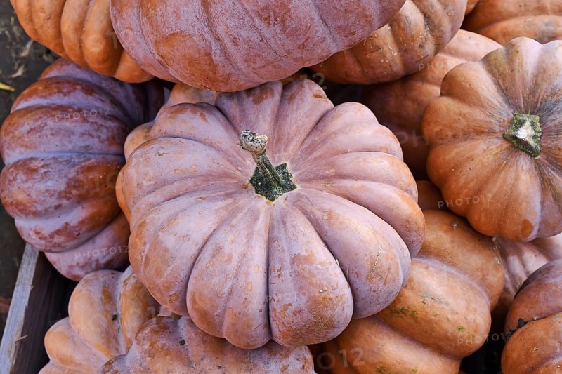 Beautiful light orange colored 'Musquee de Provence' pumpkin in pile