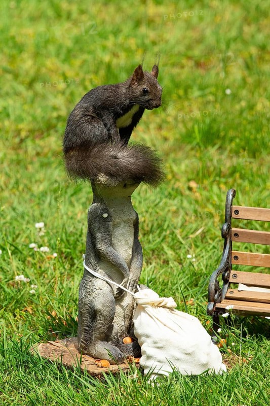 Squirrel sitting on meerkat next to feed bag in green grass looking right