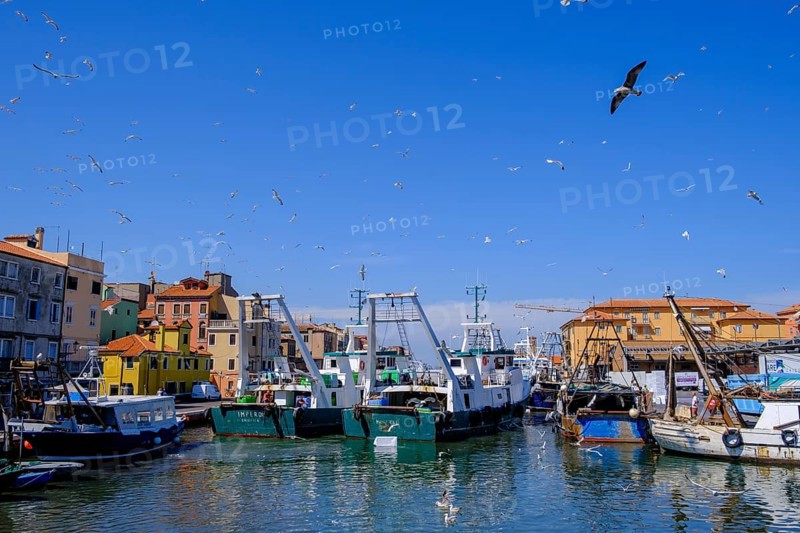 Seagulls over a fishing boat