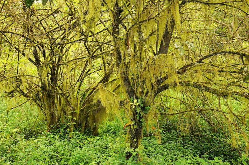 Scalesia Forest on Santa Cruz