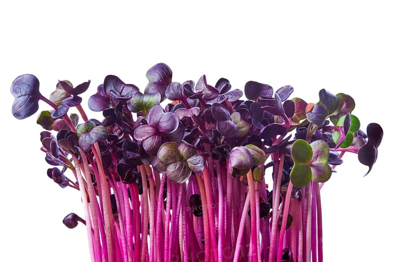 Fresh purple radish sprouts isolated on white. Microgreens