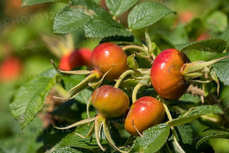 Rosehip of the rugosa rose
