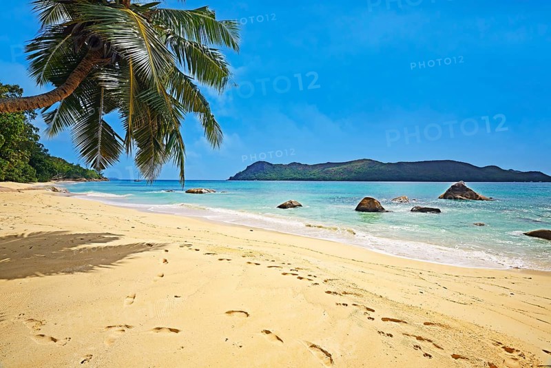 Beach and palm trees at Anse Boudin