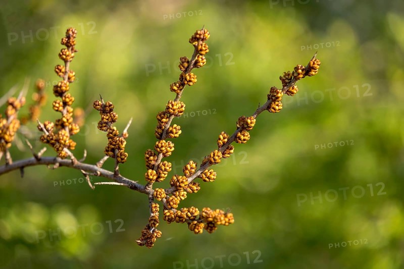 Common sea-buckthorn